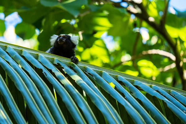Pequeno Macaco Folha Palmeira Com Outras Árvores Fundo — Fotografia de Stock