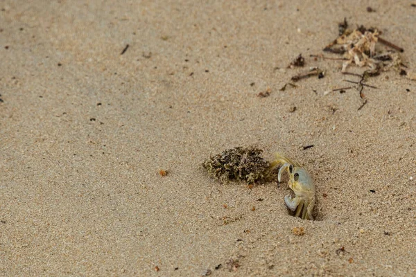 Kleine Krabbe Betritt Ihren Höhlen Sand — Stockfoto