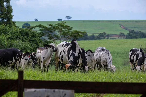 Milchkühe Mit Weißen Und Schwarzen Flecken Auf Der Grünen Weide Stockbild