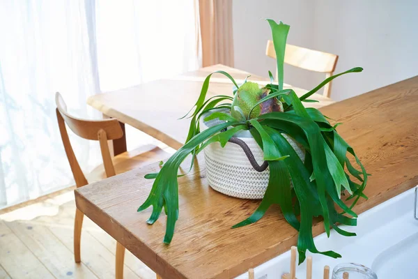 Ein Sonniger Und Stilvoller Raum Mit Blattpflanzen — Stockfoto
