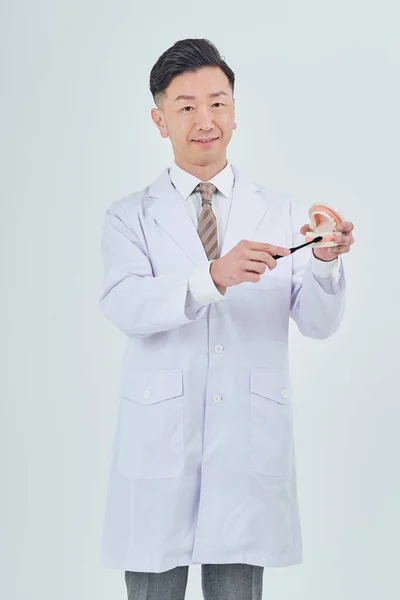 Man White Coat Dental Model White Background — Stok fotoğraf