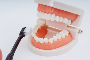A toothbrush and dental model and white background