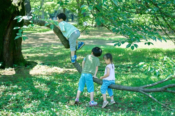 子供たちは晴れた日に木を登ったり 遊んだりします — ストック写真