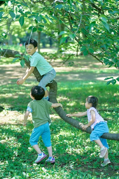 Dzieci Bawiące Się Wspinające Drzewa Piękny Dzień — Zdjęcie stockowe