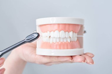 Diş fırçası ve beyaz arka planla diş modelini fırçalamak.