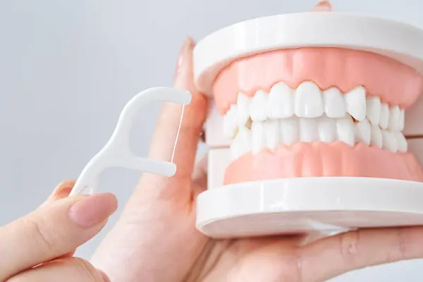 Polishing Tooth Model Dental Floss White Background — Stock Photo, Image