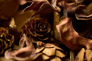 Masada bir sürü yaprak ve kozalak var.