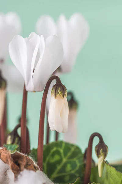 Cyclamen Mit Weißen Blüten Hellgrünem Hintergrund Nahaufnahme — Stockfoto