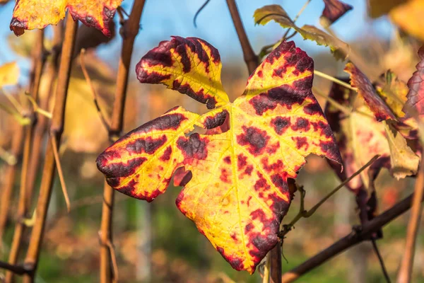 Autumn colored vine leaf on the vine, closeup