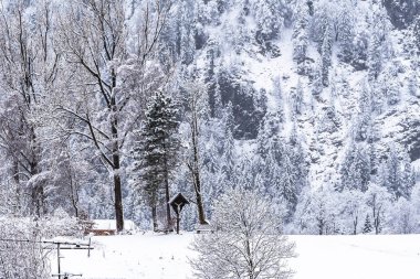 Dağdaki taze karla kaplı karışık orman.