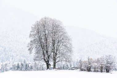 Bulutlu bir kış gününde, karlı bir tarlada büyük bir yaprak döken ağaç, boşluğu kopyala