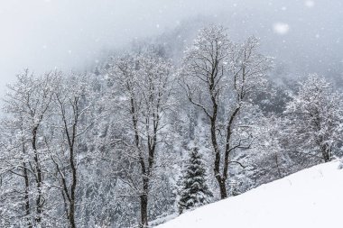 Dağdaki taze karla kaplı karışık orman.