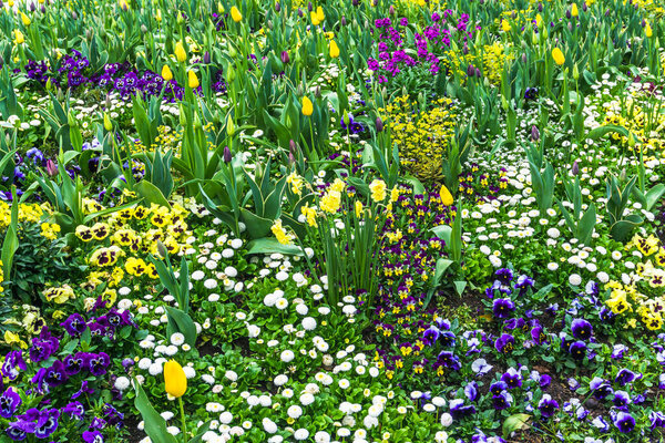 Кровать цветущих весенних цветов 