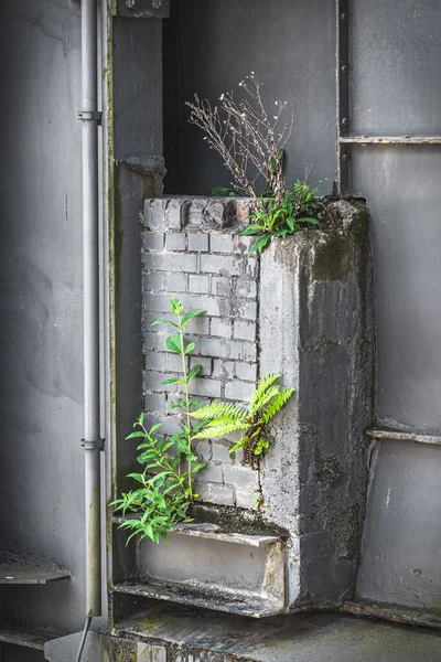 Различные Зеленые Растения Покоряют Бетон Трубы Заброшенного Промышленного Предприятия Вертикаль — стоковое фото