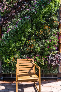 Çiçek açan bitkilerle dikey bahçe ve ahşap bahçe sandalyesi, yeşillendirme konsepti, modern şehir bahçesi, dikey