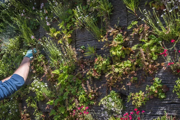 Людина Висаджує Вертикальний Сад Концепція Озеленення Сучасний Міський Сад — стокове фото
