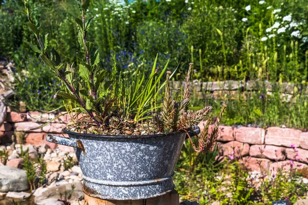 Planterad Gammal Zinkkruka Naturträdgården — Stockfoto