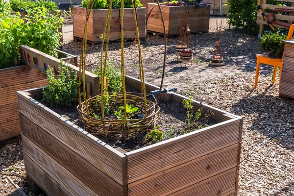 stock image Wooden raised beds for vegetables and salad