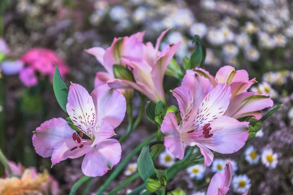 Rosa Lilien Und Andere Frühlingsblumen Beet Oder Blumentopf — Stockfoto