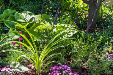 Güzel ekilmiş bahçe yatağı