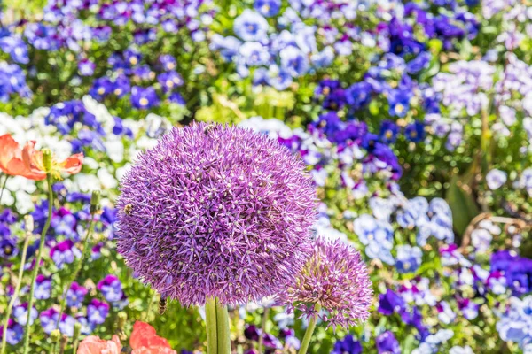 공원에 꽃들로 뒤덮인 페르시아 Allium Cristophii 의커다란 주의를 집중하라 — 스톡 사진
