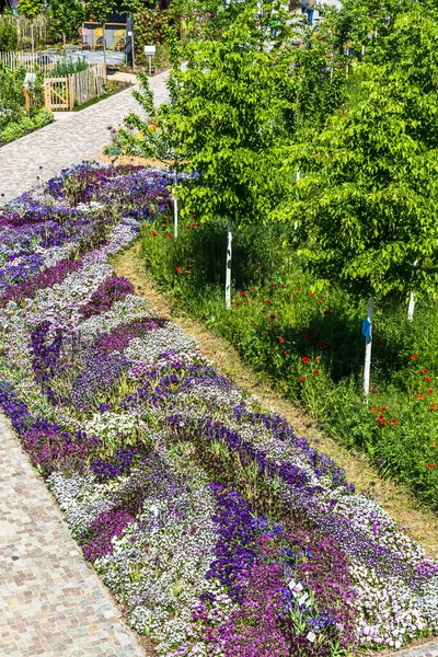 Lit Fleurs Printanières Colorées Dans Parc Paysager Aux Couleurs Rose — Photo
