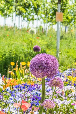 Bir peyzaj parkında renkli bahar çiçekleri yatağı, Pers soğanının büyük çiçeğine odaklan (allium cristophii), dikey