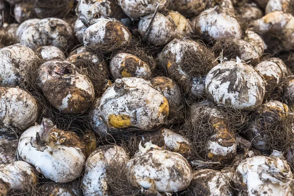 Bahar çiçeği soğanı soğanı (allium cristophii) ya da allium Ambassador 