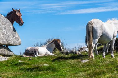 Cornwall 'da vahşi atlar, İngiltere Bodmin Moor' da Rough Tor 'da. Rough Tor veya Roughtor, Bodmin Moor, Cornwall, İngiltere 'nin en yüksek ikinci noktasıdır..