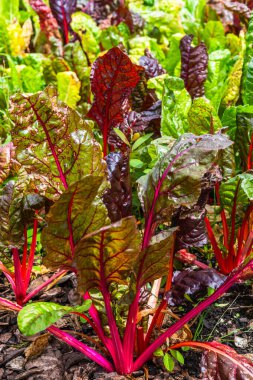 Sebze bahçesindeki pancar bitkileri, dikey.