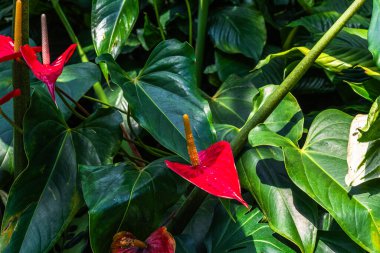 Anthurium, Araceae familyasının en büyük cinsidir. Yaygın isimler arasında anthurium, kuyruk çiçeği, flamingo çiçeği ve laceleaf sayılabilir.. 