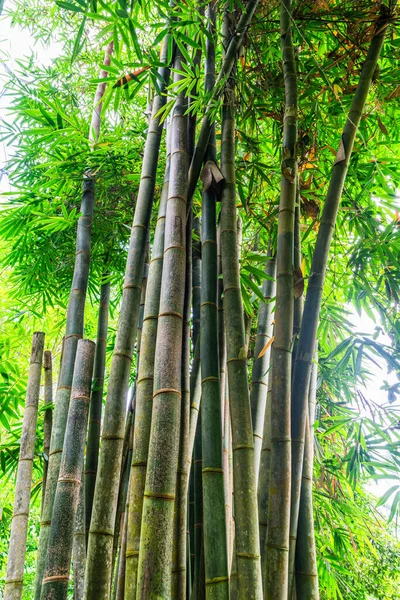 Huge bamboo plants in the rainforest climate. Bamboos are a diverse group of mostly evergreen perennial flowering, seen in the rainforest greenhouse in Eden Project in Cornwall, England, UK.