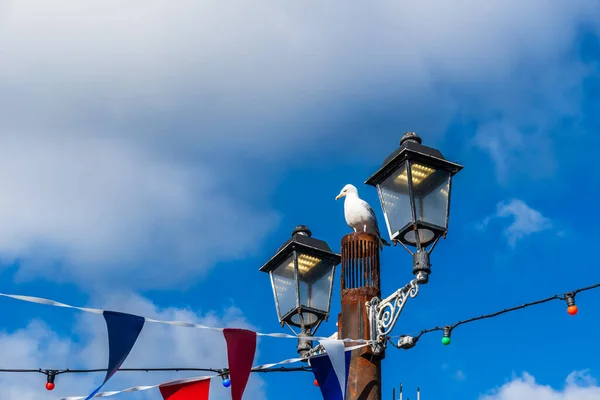 Seagull Old Rusty Metal Lantern Decorated Lights Garland — Stock Photo, Image