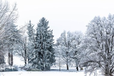 Kışın karlı yaprak döken ağaçlar ve kozalaklı ağaçlar, kopyalanmış Spac