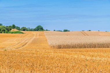 Bir tarım tahıl tarlası panoraması, kısmen hasat edilmiş.