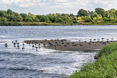 Shelducks and other waterfowl in a nature reserve on the Baltic Sea. Peninsula Holnis at Baltic Sea in Germany, Europe.  clipart