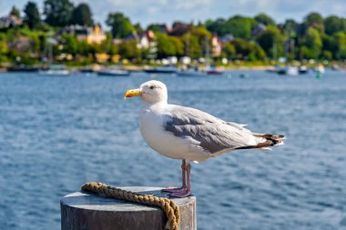 Deniz kenarındaki güvertede martı. Baltık Denizi, Almanya