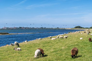 Sheeps on a dike on the german baltic sea island Fehmarn. In the background a lot of kite and wind surfers. clipart