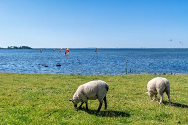 Sheeps on a dike on the german baltic sea island Fehmarn. In the background a lot of kite and wind surfers. clipart