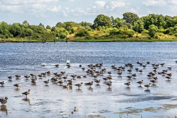 stock image Shelducks and other waterfowl in a nature reserve on the Baltic Sea. Peninsula Holnis at Baltic Sea in Germany, Europe. 