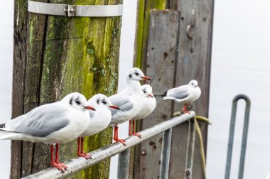 Several black-headed gulls sit on a perch on the shore of a lake, wooden posts in the background clipart