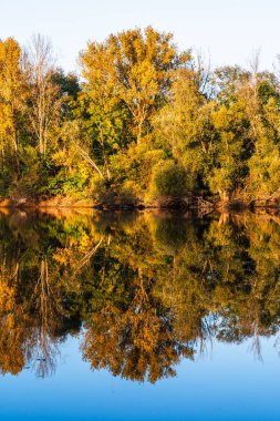 Sonbahar ormanının güzel yansıması, sarı ve turuncu renkler, dikey
