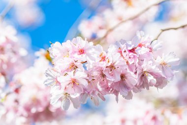 Yumuşak pembe ve beyaz renklerde narin kiraz ağaçları, arka planda mavi gökyüzü.