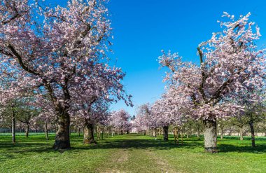 Schwetzingen, Almanya 'daki şato parkında kiraz ağaçları açıyor. Bulvarın sonunda pembe cami var. Mavi gökyüzüyle güneşli bir bahar günü.