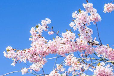 Yumuşak pembe ve beyaz renklerde narin kiraz ağaçları, arka planda mavi gökyüzü.