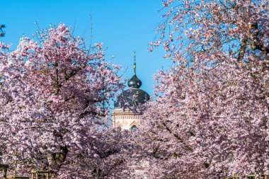 Schwetzingen, Almanya 'daki şato parkındaki pembe caminin önündeki kiraz ağaçları. Mavi gökyüzü, güneşli bahar günü.