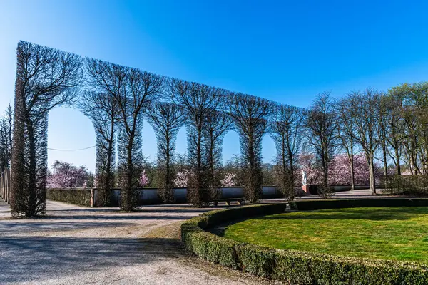Almanya 'nın Schwetzingen kalesindeki görkemli bahçeler güneşli bir bahar sabahı, arka planda çiçek açan kiraz ağaçları