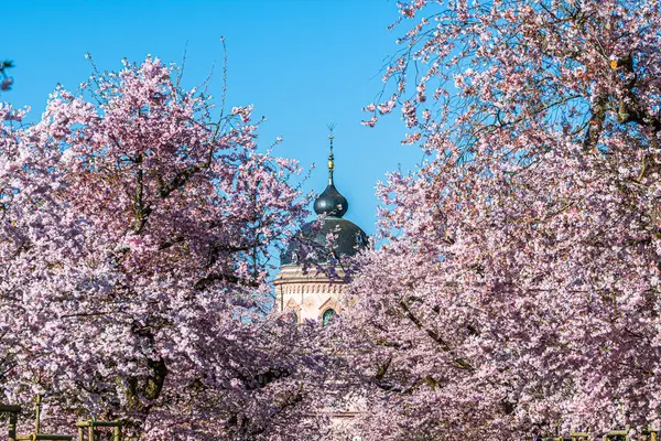 Schwetzingen, Almanya 'daki şato parkındaki pembe caminin önündeki kiraz ağaçları. Mavi gökyüzü, güneşli bahar günü.