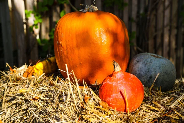 Balkabağı ve saman balyalarıyla sonbahar dekorasyonu