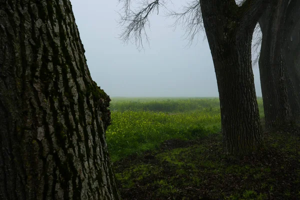 Campo Violación Con Álamos Niebla Naturaleza Paisaje Árbol Bosque Niebla —  Fotos de Stock
